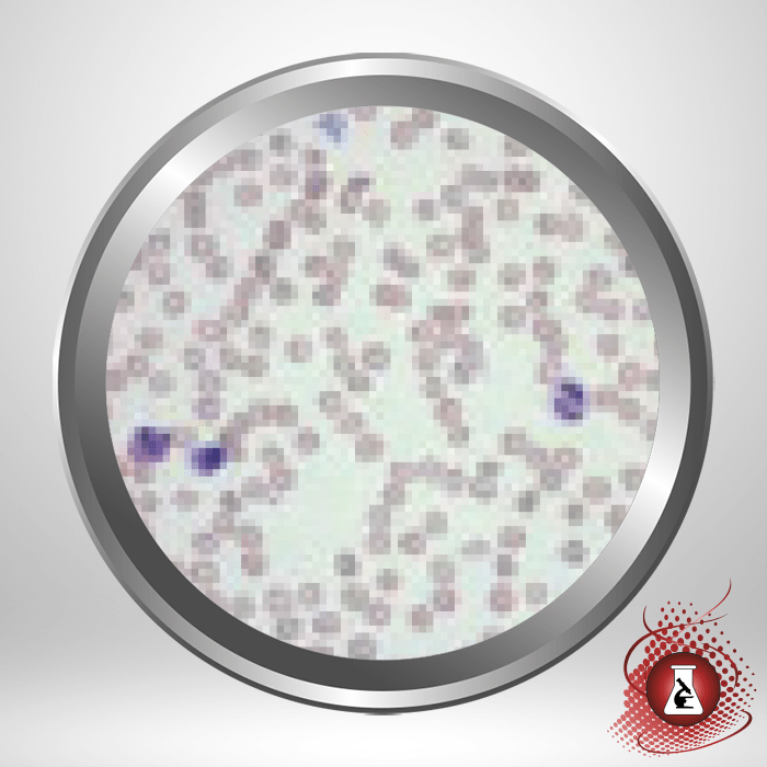 Diff-stain Stain Kit