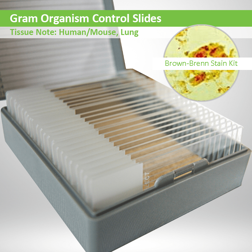 Gram Organism Control Slide