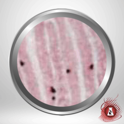 Fontana Masson Stain Kit