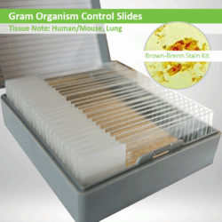 Gram Organism Control Slide