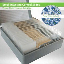 Small Intestine Control Slide Set