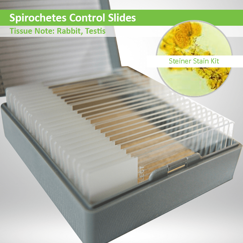 Spirochetes Control Slide Set