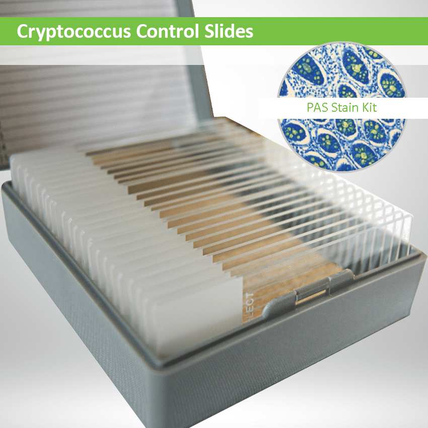 Cryptococcus CS071 Tissue Control Slides