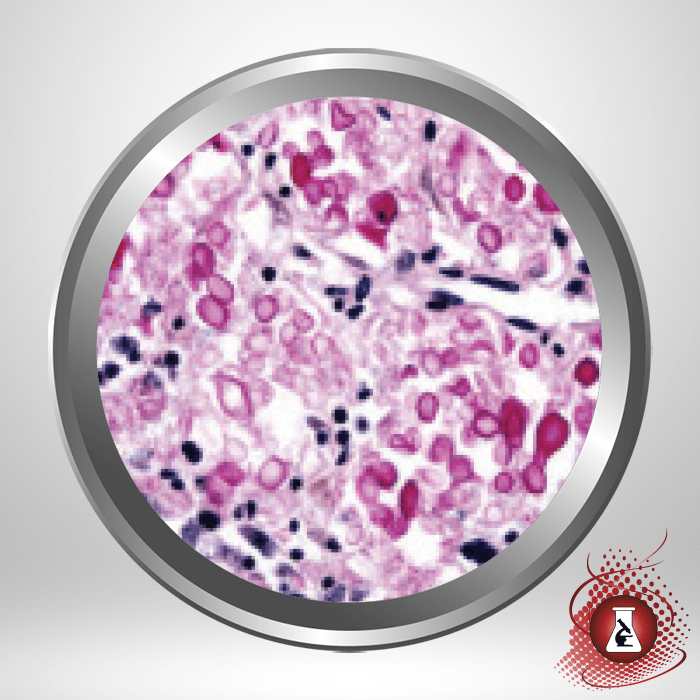 K7398 Muci-Carmine Stain Kit, 8 oz. Kit