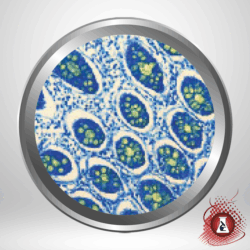 Alcian Blue / PAS Stain Kit