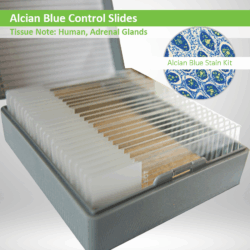 Alcian Blue Control Slides
