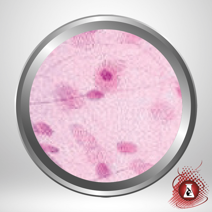 Masson Modified IMEB Trichrome Stain Kit